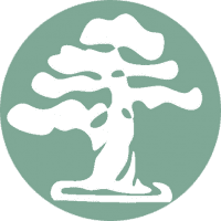 umi zen bonsai blog