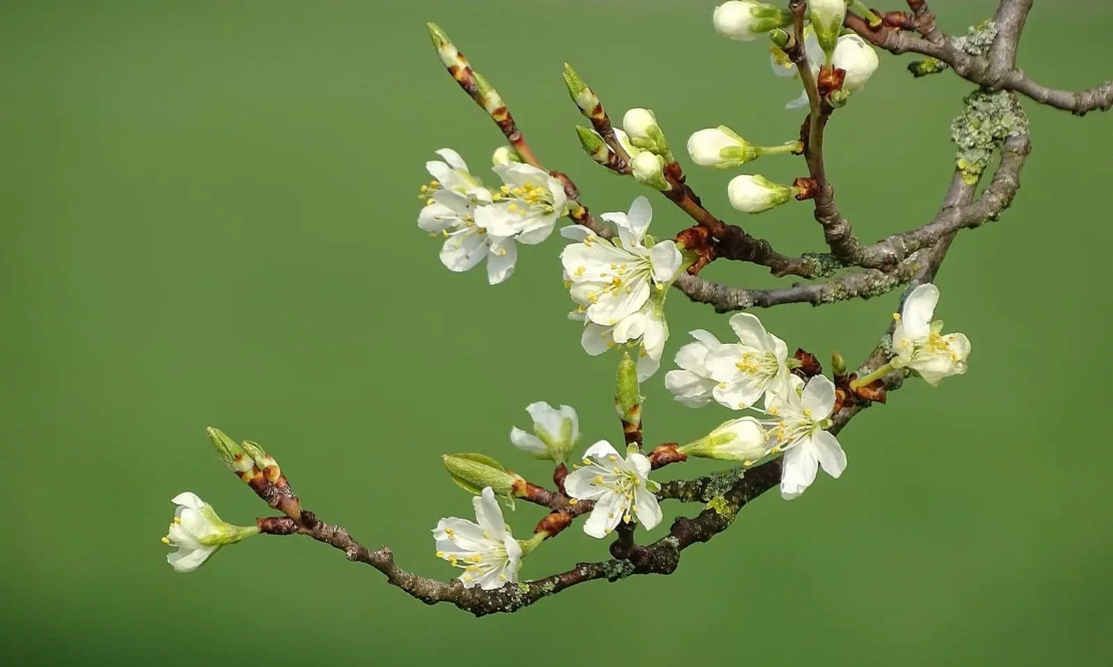 Comment construire les branches et la structure d’un beau bonsai ?