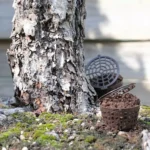 Pourquoi et comment faut-il fertiliser un bonsai ?