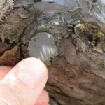 Pourquoi et comment utiliser du mastic sur un bonsai ?