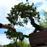 Comment savoir si mon bonsai est prêt à être travaillé ?
