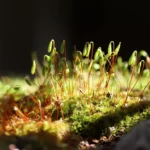 Comment et pourquoi utiliser de la mousse sur les bonsai ?
