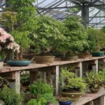 Doit-on choisir un bonsai pour ce qu’il est ou pour ce qu’il deviendra demain ? (partie 2)