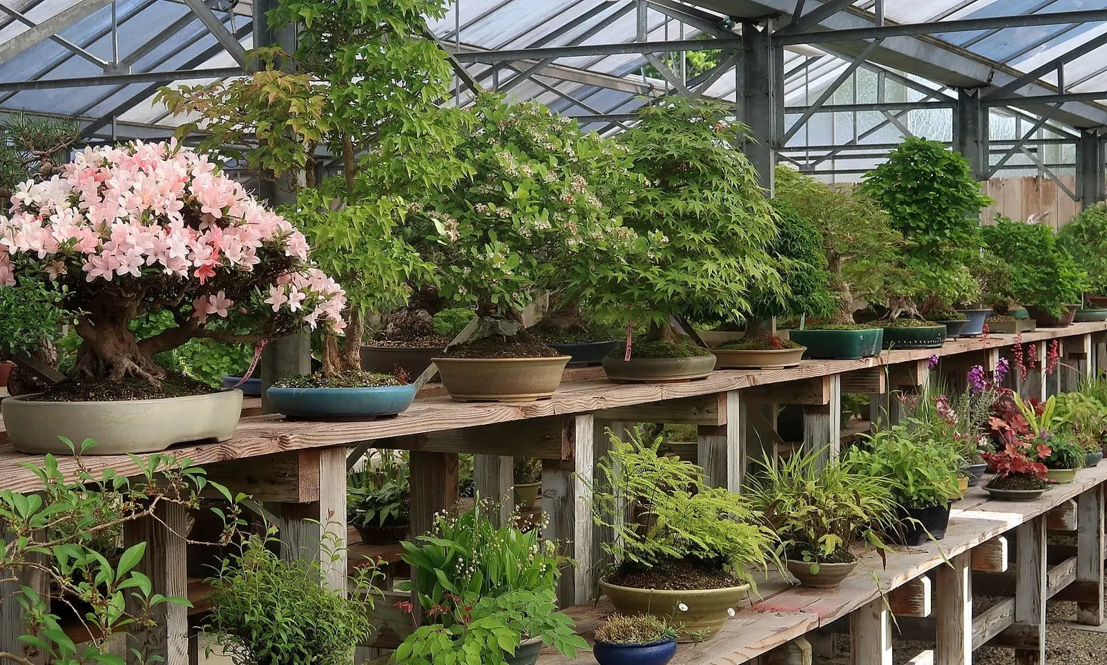 Doit-on choisir un bonsai pour ce qu’il est ou pour ce qu’il deviendra demain ? (partie 2)27 minute(s) de lecture