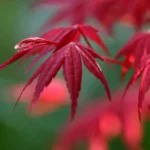 Le vrai du faux : doit-on pincer les érables en bonsai ?