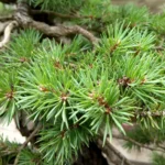 Entre-nœuds, taille des feuilles… comment réduire le feuillage des bonsai ?