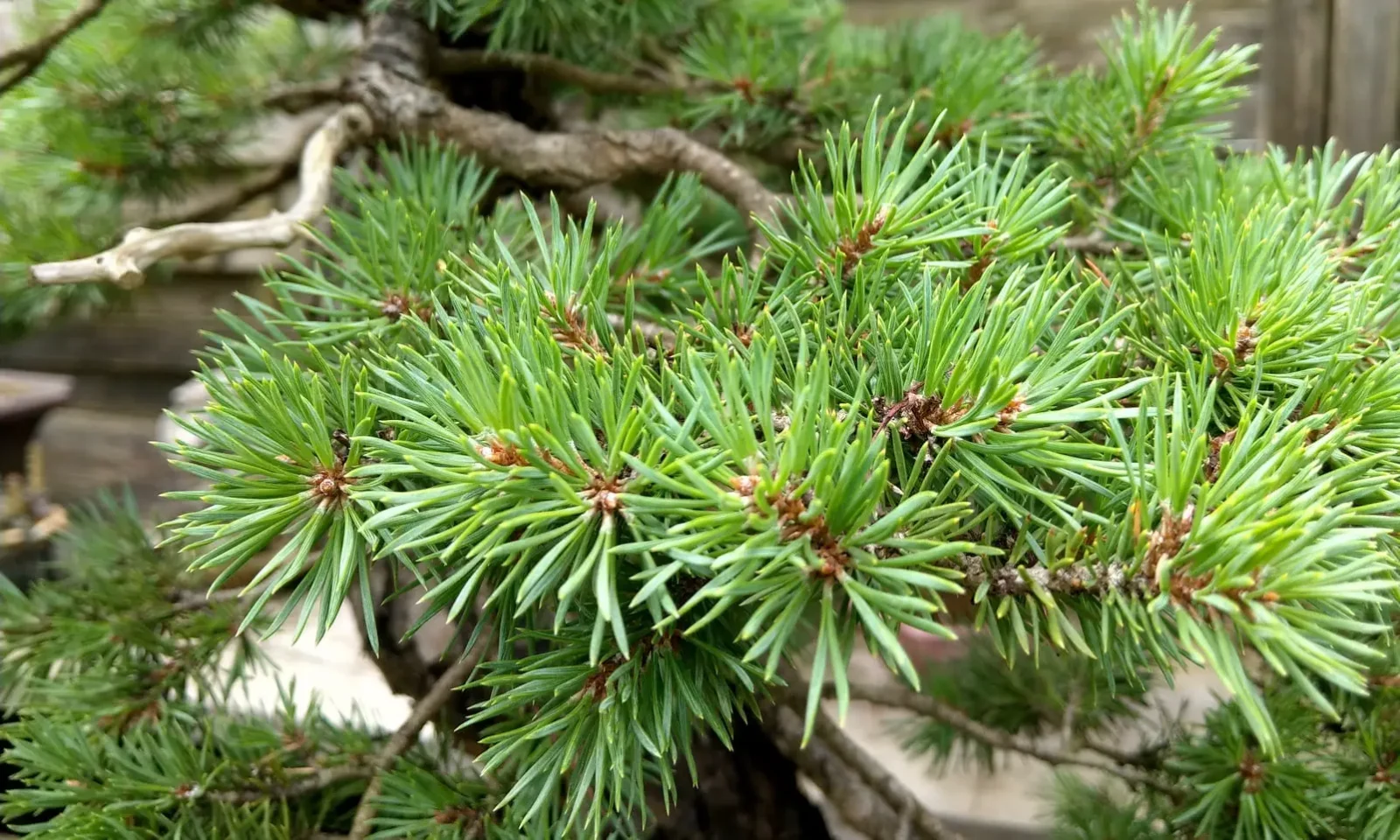 Entre-nœuds, taille des feuilles… comment réduire le feuillage des bonsai ?