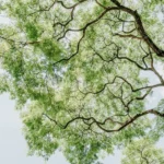 Et si on arrêtait de construire les branches des feuillus comme celles des pins ?