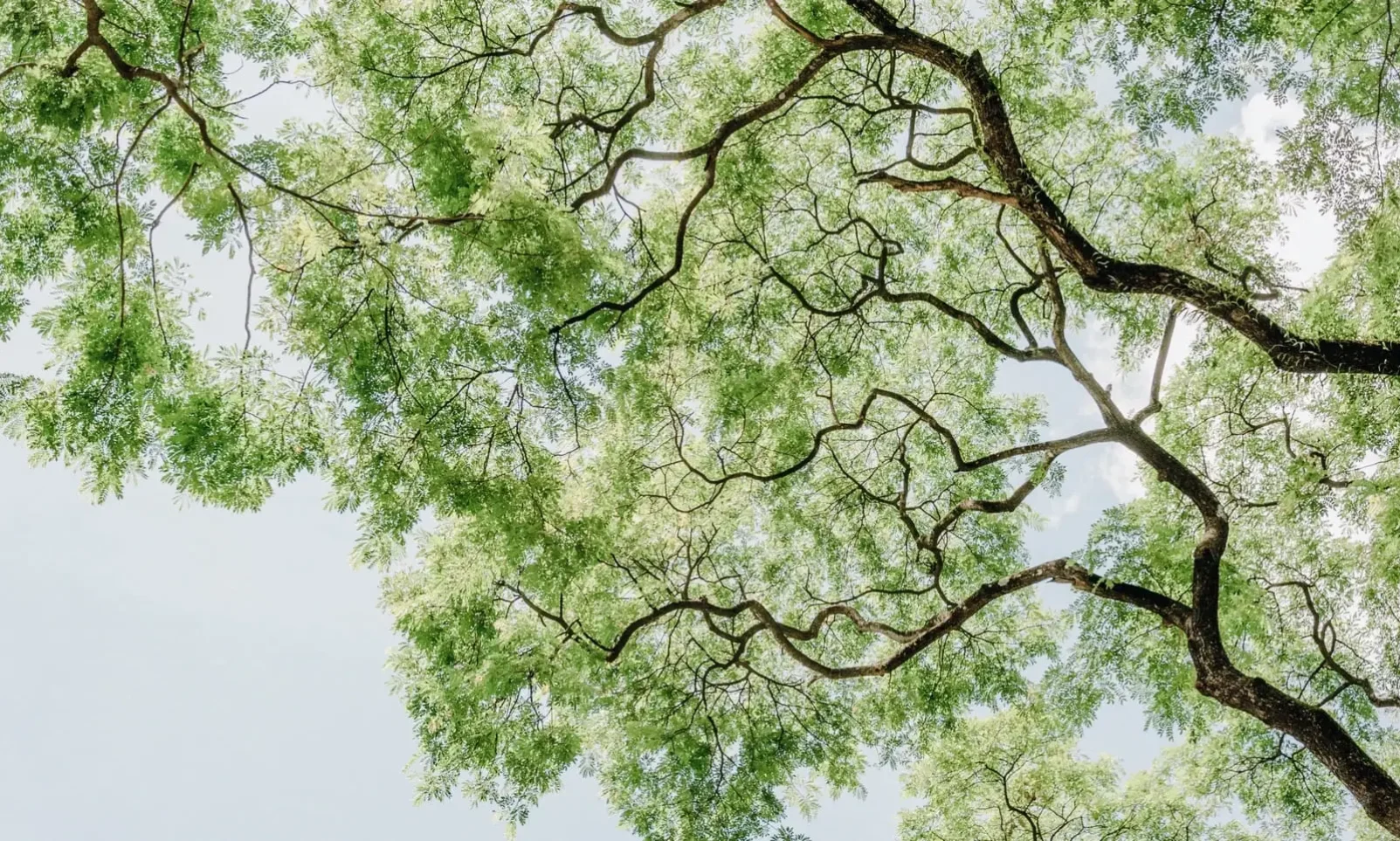 Et si on arrêtait de construire les branches des feuillus comme celles des pins ?3 minute(s) de lecture