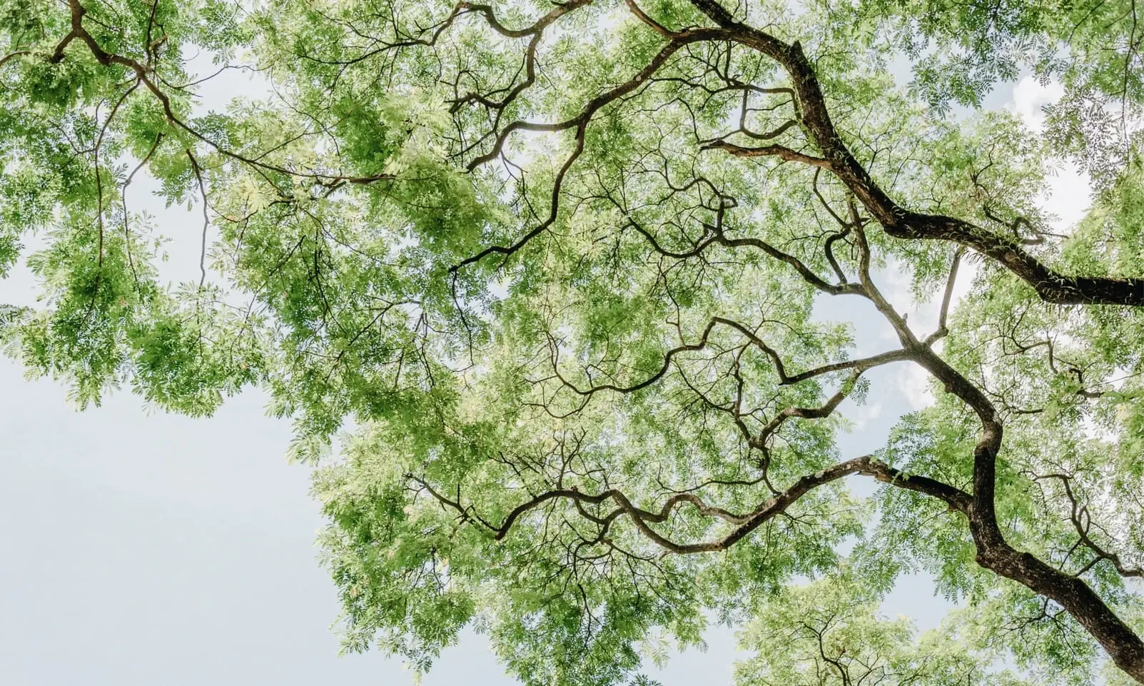 Construire branches bonsai feuillus, Umi Zen Blog