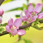 Faut-il intervenir sur la floraison ou la fructification des bonsai ou non ?