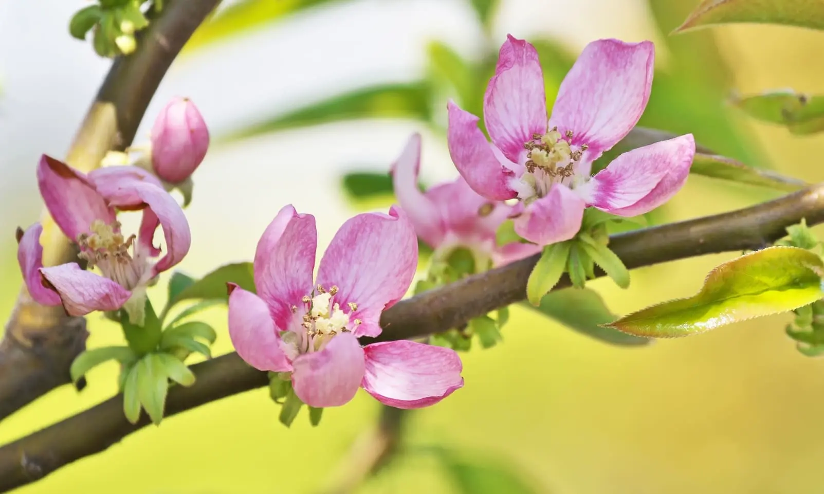Doit-on enlever les feurs et les fruits des bonsai, Umi Zen Blog