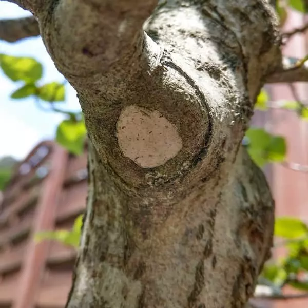 Comment poser le mastic cicatrisant pour bonsai