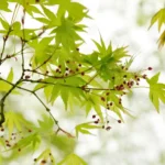 Fertilisation des bonsai et engrais : et si on arrêtait d’avoir peur de l’azote ?