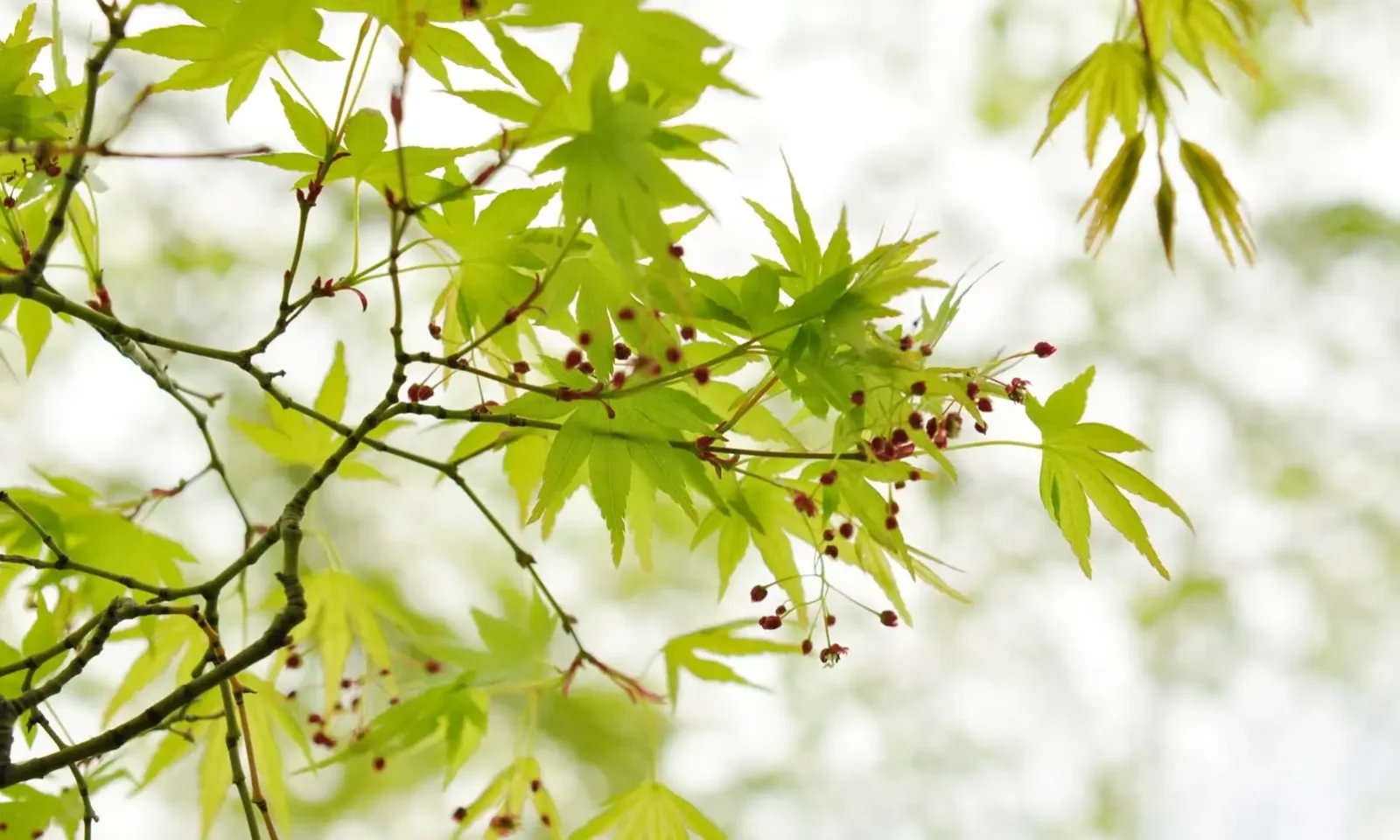 Fertilisation des bonsai et engrais : et si on arrêtait d’avoir peur de l’azote ?