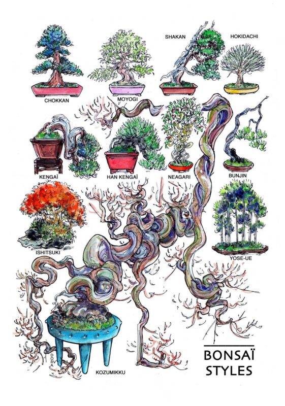 les styles japonais de bonsai vus par Hervé Dora