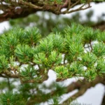 La mise en forme des bonsai peut-elle vraiment se passer du fil de ligature ?