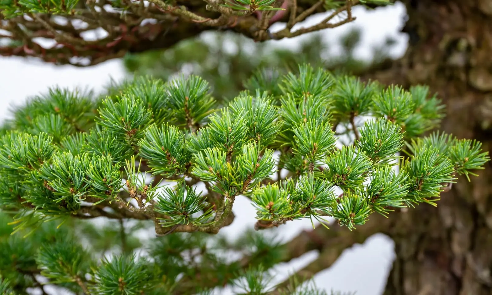 peut-on se passer de la ligature en bonsai, Umi Zen Blog