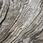 La notion de Mochikomi en bonsai : arbre vieux ou vieil arbre, quelle différence ?