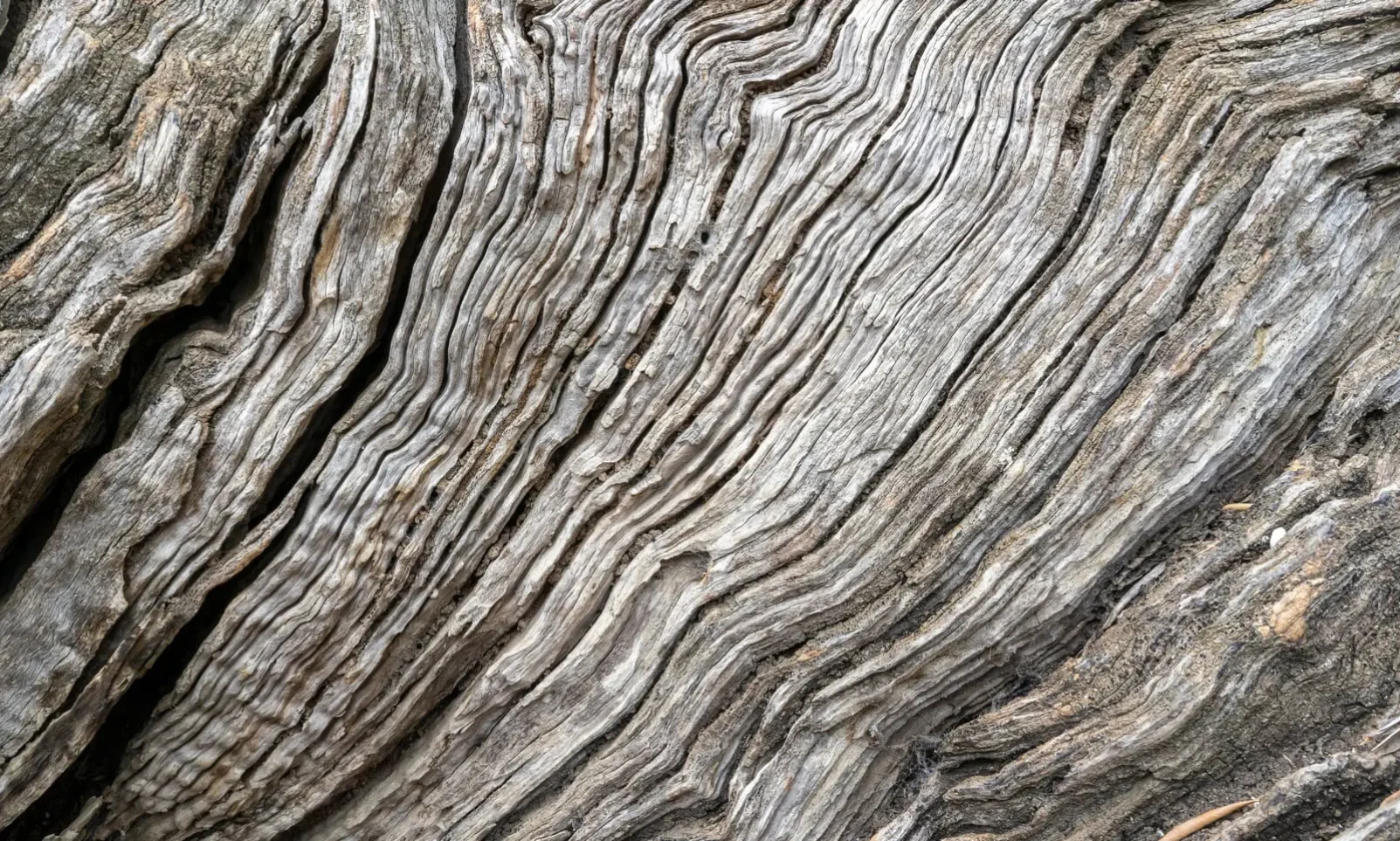 La notion de Mochikomi en bonsai : arbre vieux ou vieil arbre, quelle différence ?19 minute(s) de lecture