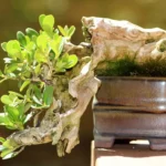 L’arbre et le pot à bonsai : simple alliance ou véritable rencontre ?
