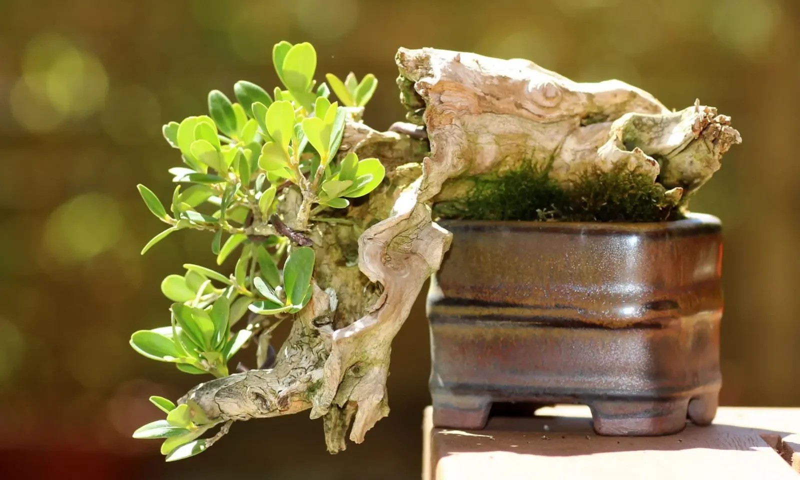L’arbre et le pot à bonsai : simple alliance ou véritable rencontre ?