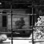 Le bonsai est-il un arbre que l’on torture et que l’on fait souffrir cruellement ?