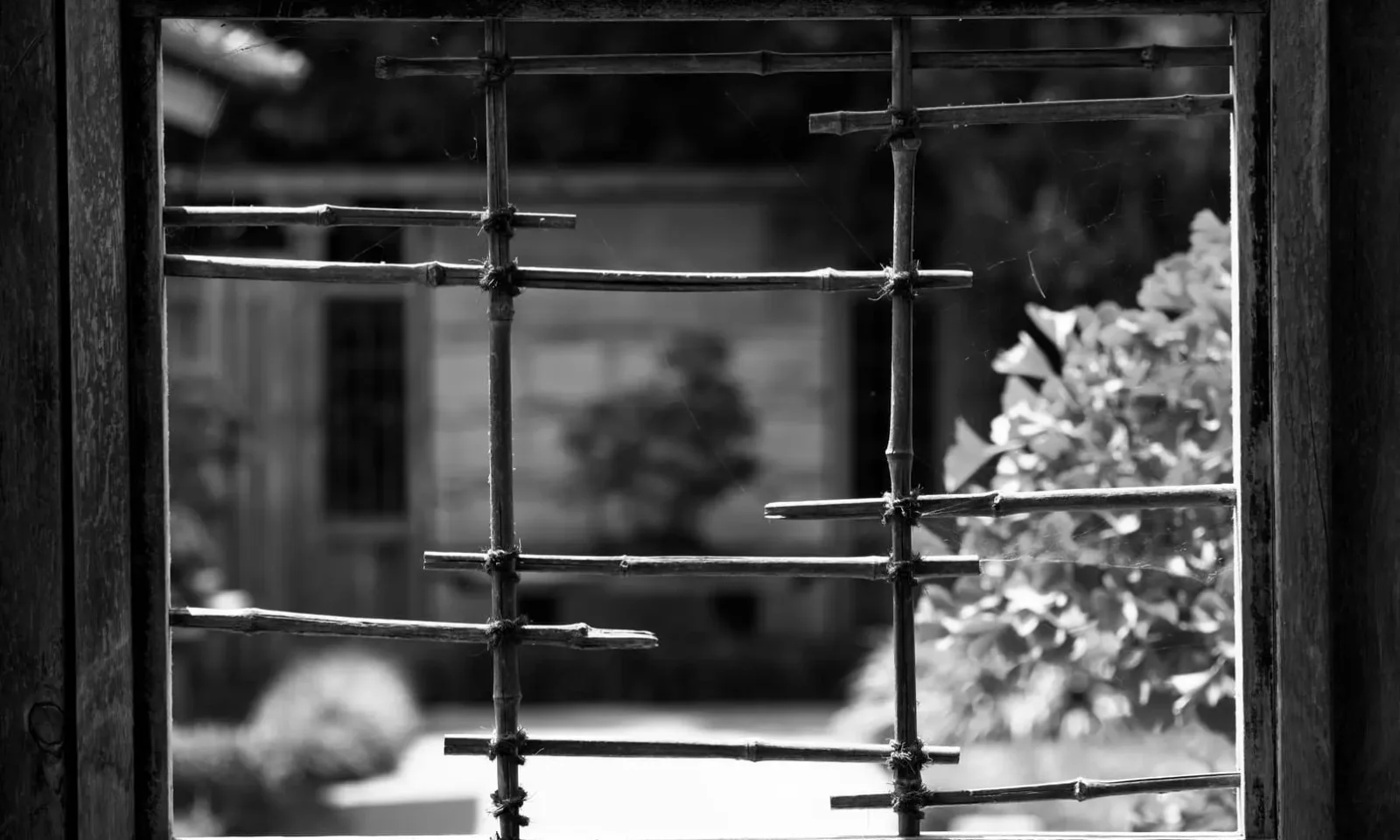 Le bonsai est-il un arbre que l’on torture et que l’on fait souffrir cruellement ?