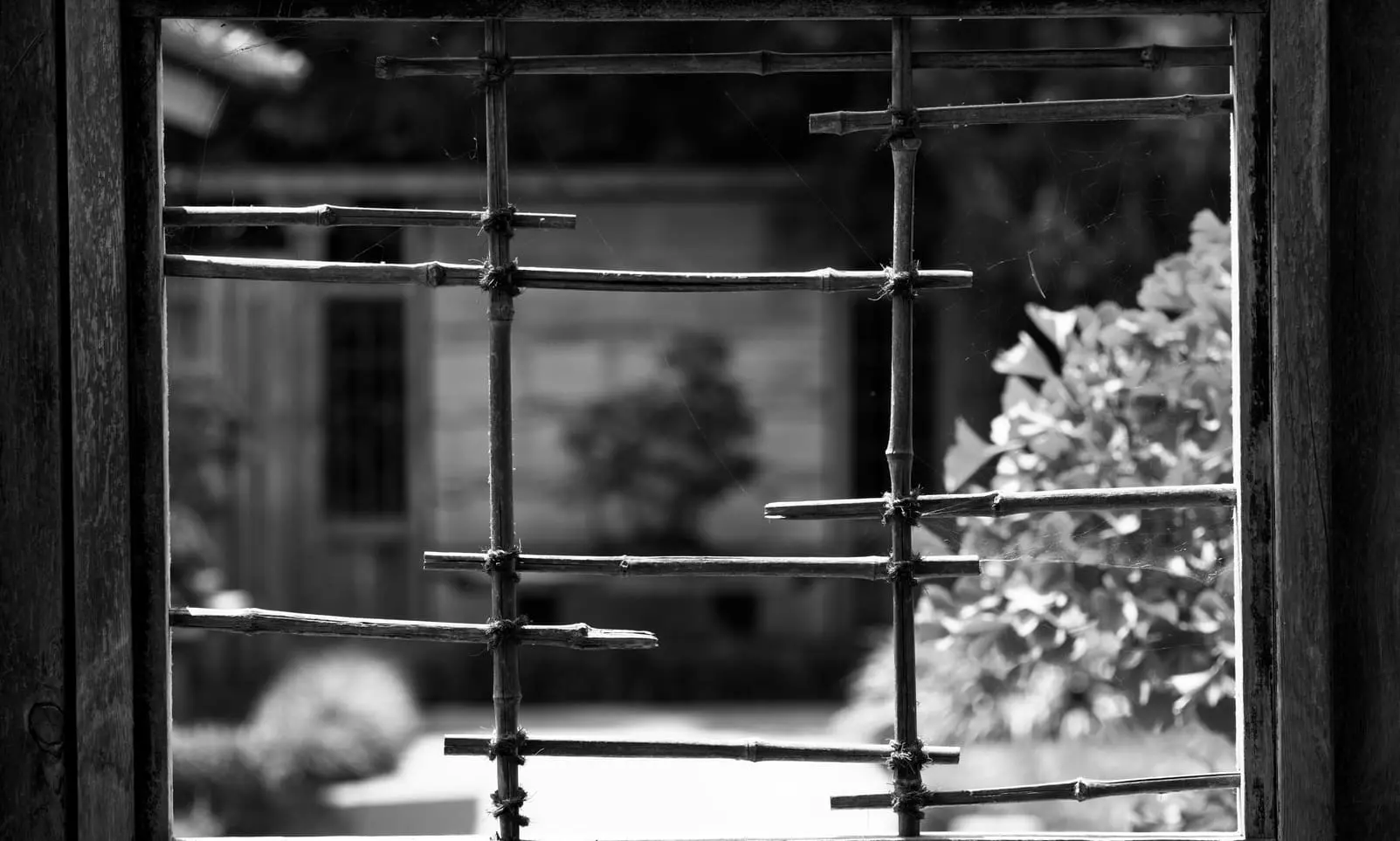 Le bonsai est-il un arbre que l’on torture et que l’on fait souffrir cruellement ?3 minute(s) de lecture