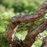 Les jin et les shari sont-ils vraiment indispensables dans l’art du bonsai ?