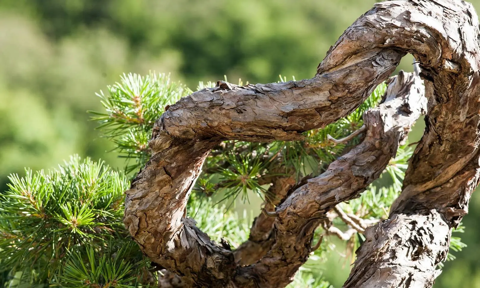 Les jin et les shari sont-ils vraiment indispensables dans l’art du bonsai ?5 minute(s) de lecture