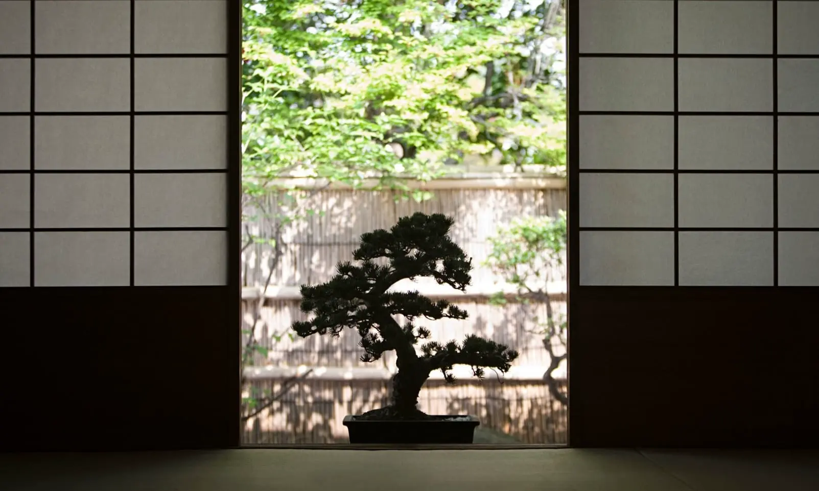 Styles japonais des bonsai, Umi Zen Blog