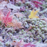 L’hiver et les gelées approchent, comment bien protéger nos bonsai du froid ?