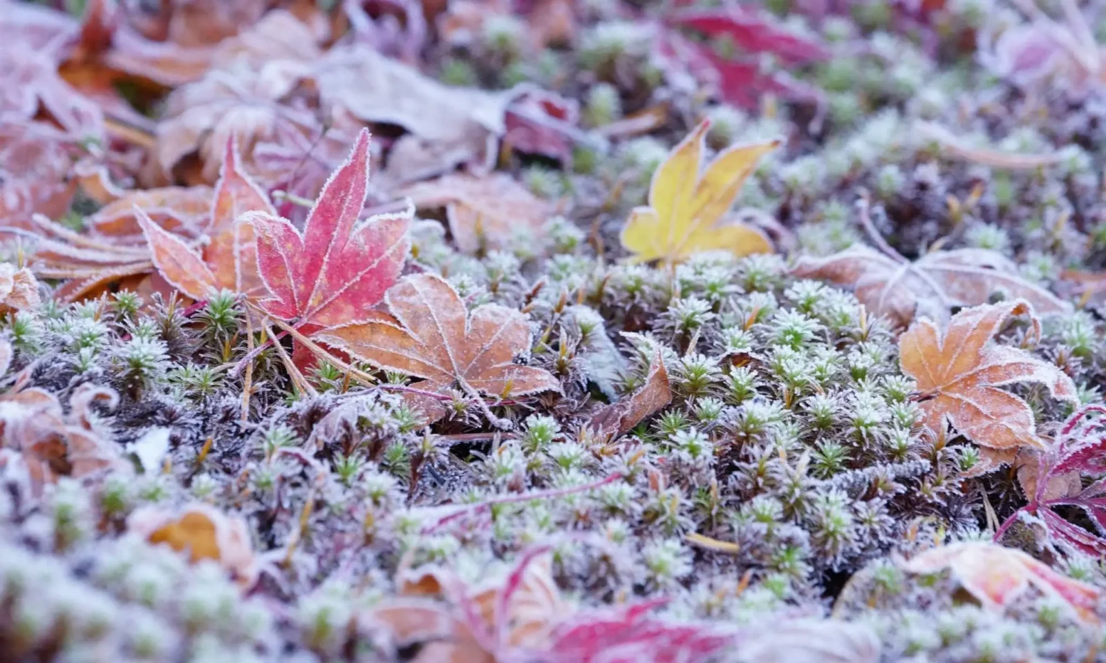 L’hiver et les gelées approchent, comment bien protéger nos bonsai du froid ?