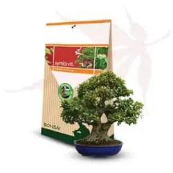mycorhizes bonsai umi zen