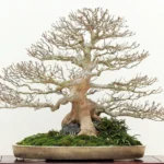 Pourquoi est-il si important de savoir revenir en arrière avec un bonsai ?