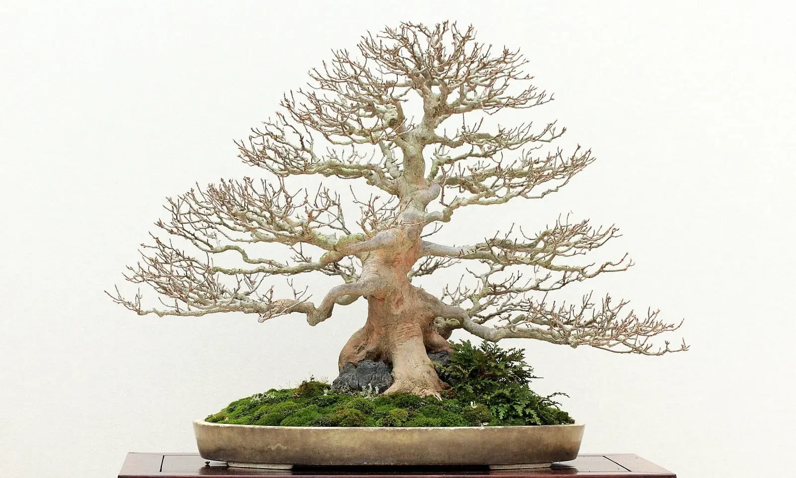 Pourquoi est-il si important de savoir revenir en arrière avec un bonsai ?7 minute(s) de lecture