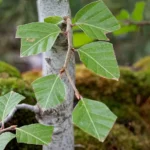 Pourquoi et comment doit-on défolier un bonsai ?