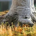 Pourquoi le nebari fait toute la différence dans la construction d’un bonsai ?