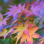 Pourquoi les feuilles des bonsai caducs changent-elles de couleurs durant l’année ?