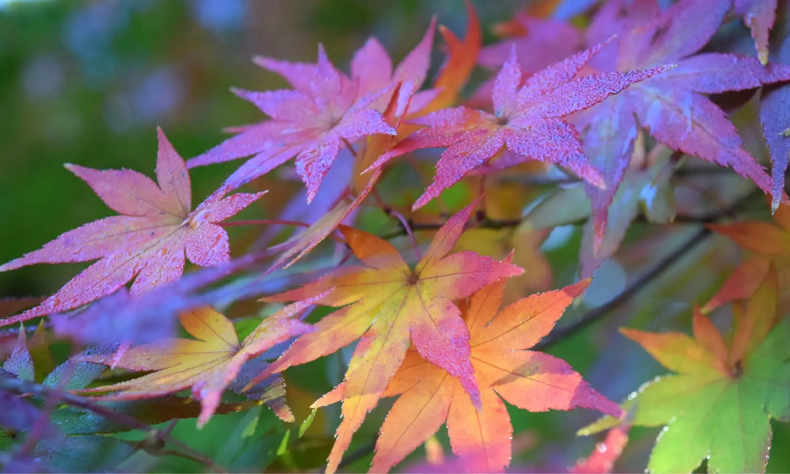 Couleurs feuilles bonsai caducs, Umi Zen Blog