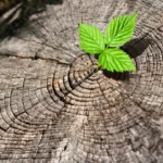 Pourquoi les excès d’eau, d’engrais ou de soins peuvent nuire au bonsai ?
