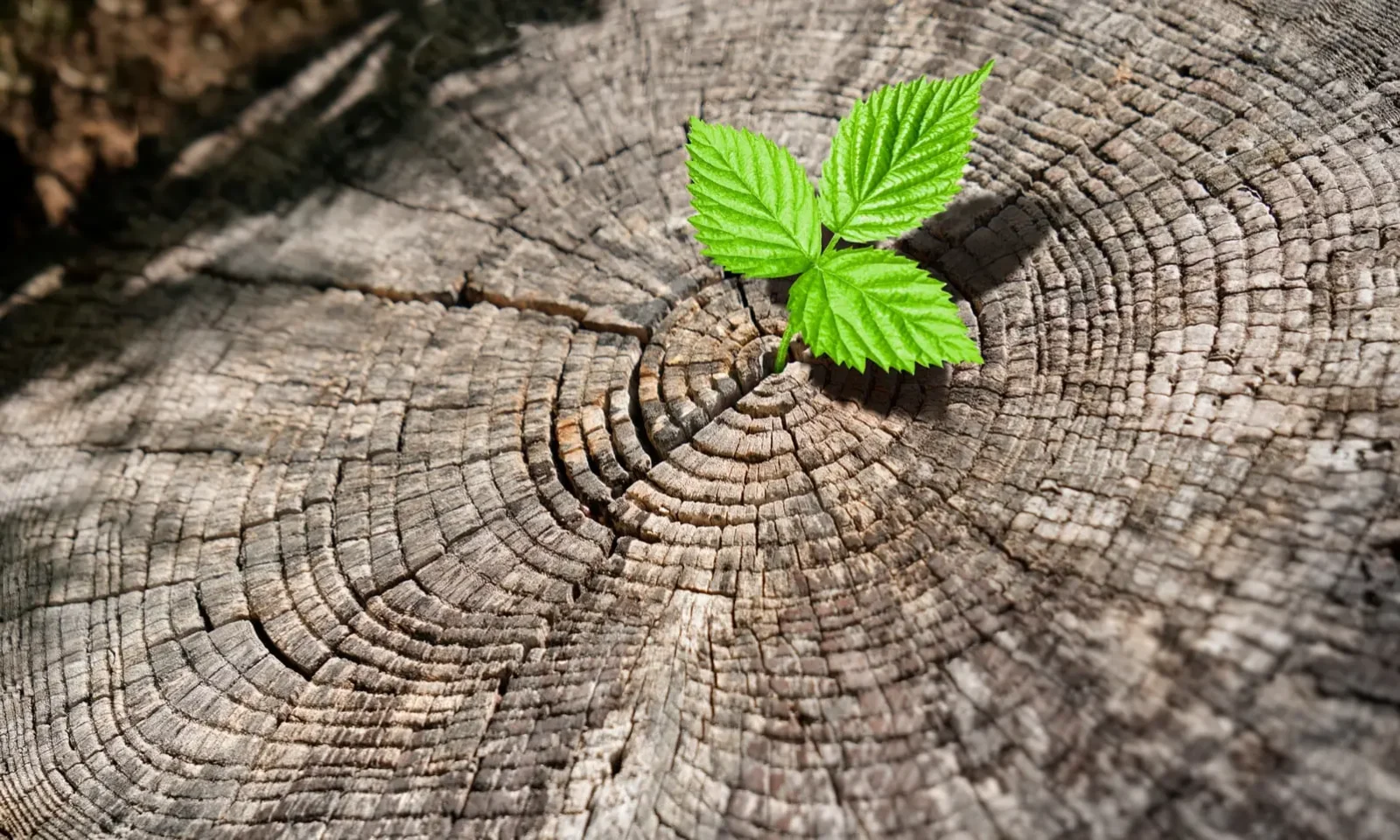 Pourquoi les excès d’eau, d’engrais ou de soins peuvent nuire au bonsai ?