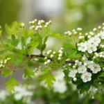 Il végète, il est chétif : pourquoi mon bonsai ne pousse pas ?
