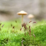 Pourquoi devrait-on utiliser de la sphaigne pour les bonsai ?