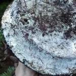 Pourquoi devrait-on utiliser des mycorhizes en bonsai ?