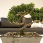 Est-ce que je peux garder mon bonsai à l’intérieur ?