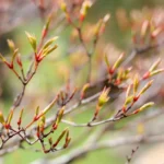 Quel est le bon moment pour rempoter un bonsai ?