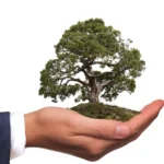 Quel bonsai offrir et est-ce vraiment une bonne idée ?