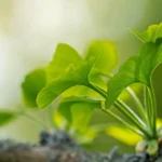 Quelles sont les différences dans la culture des bonsai feuillus et conifères ?